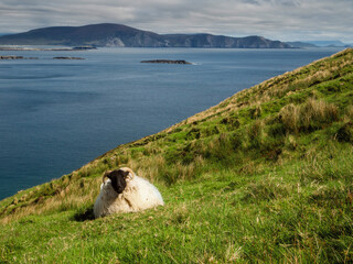 Wall Mural - A sheep is grazing on a grassy hillside overlooking Keem bay and beach, Ireland The scene is peaceful and serene, with the sheep being the only living thing in the image. Irish nature landscape.