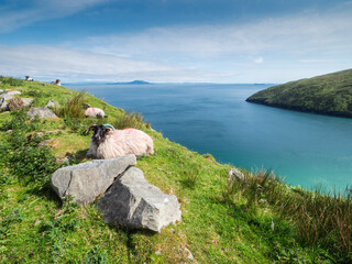 Wall Mural - A sheep is relaxing on a grassy hillside overlooking Keem bay and beach, Ireland The scene is peaceful and serene, with the sheep being the only living thing in the image. Irish nature landscape.