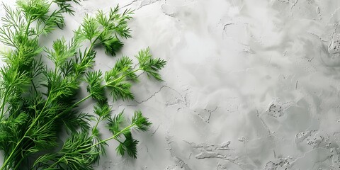 Wall Mural - green dill plant is growing on a white surface