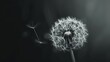 © Jelena - closeup of delicate dandelion flower in black and white grief and loss conceptual image