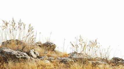 Wall Mural - faded savanna landscape with dry grass and rocks cutout isolated on white background nature photography