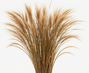 Wall Mural - Tall ornamental grass bed, isolated on white background
