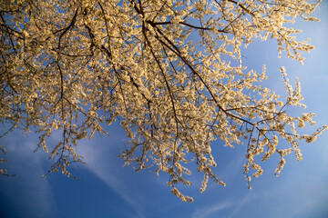 Sticker - Blooming plum against blue spring sky