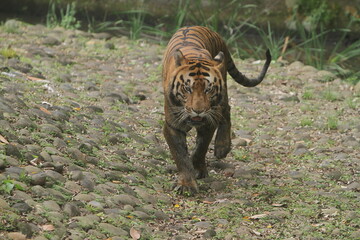 Wall Mural - A Bengal tiger walks around on the rocks watching the surroundings