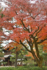 Poster - 建仁寺の紅葉