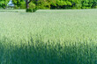 © Janis Smits - Grain field in early summer.
