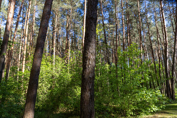 pine forest with tall trees against a blue sky background