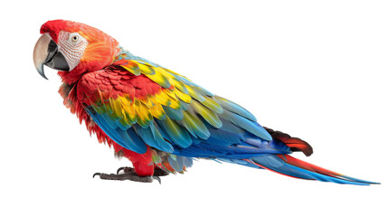 Wall Mural - Colorful Macaw bird perched on a white background