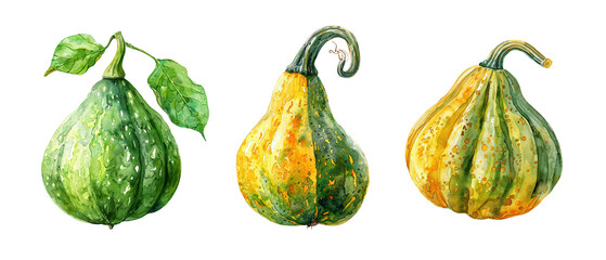 Wall Mural - Three squash with green and yellow skin