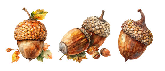 Wall Mural - Three acorns are shown in a row