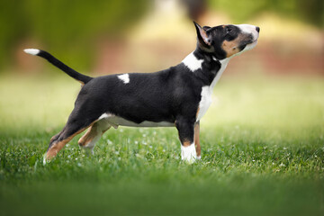 Wall Mural - tricolor miniature bull terrier puppy standing on grass outdoors