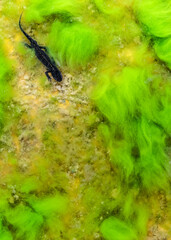 Wall Mural - Swimming among the algae, aerial view of Alpine newt (Ichthyosaura alpestris)