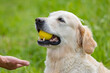 © Birgit Reitz-Hofmann - Give the Ball back Golden Retriever Dog