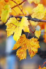 Wall Mural - Golden Autumn Vine Leaves Display, Harvest time, a stage in the wine-making process, les vendanges, grape harvesting, a seasonal job.