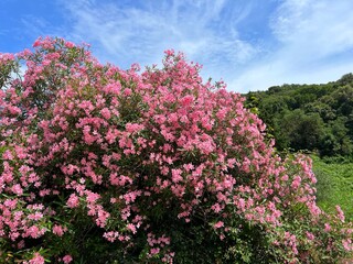 Wall Mural -  Pink blossom oleander nerium shrub in the park