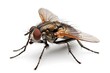 © Restyler - Live house fly isolated on white background