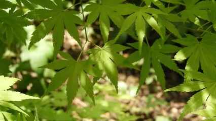 Wall Mural - Japanese maple branch with palmate green leaves sway in the wind in the sunny garden. Acer palmatum plant.