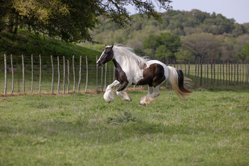 Wall Mural - Black and white Gypsy Vanner Horse running in pasture