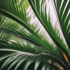 palm leaf background