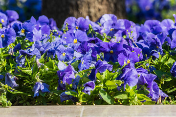 Wall Mural - Blooming Pansies on the Boulevard in Baku