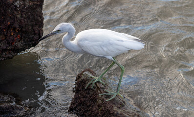 Wall Mural - Beautiful heron on the beach.	