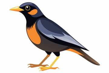  vector art myna vector illustration