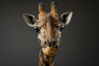 © Lyalya Go - Head shot of giraffe looking at the camera on a gray studio background