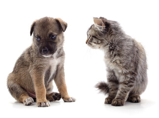 Canvas Print - Kitten looking at puppy.