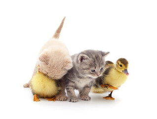 Canvas Print - Kittens and ducklings in a basket.