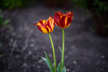 Wall Mural - Red and yellow tulips in the summer garden. Yellow-red flowers.