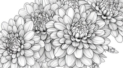 Wall Mural - Black and white sketch of Chrysanthemum. Line drawing coloring book