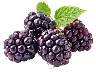 Poster - Close-up blackberries leaf