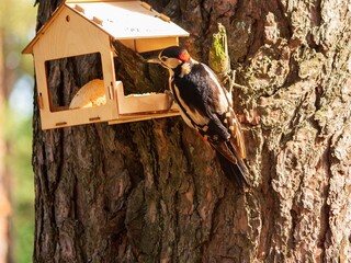 Wall Mural - Great spotted woodpecker near a bird feeder on a tree