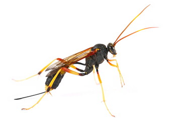 Wall Mural - Banded caterpillar parasite wasp isolated on white, (Ichneumon promissorius)