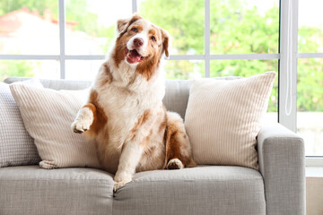 Wall Mural - Adorable Australian Shepherd dog sitting on sofa at home