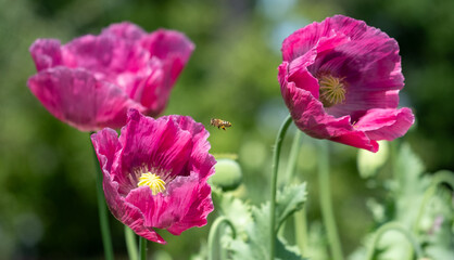 Wall Mural - Stunning giant pink poppies, growing amongst other wildflowers at Wisley garden, Woking, Surrey UK. Photographed on a sunny summer's day.