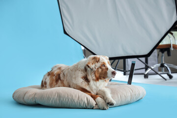 Wall Mural - Australian Shepherd dog lying on pouf in photo studio