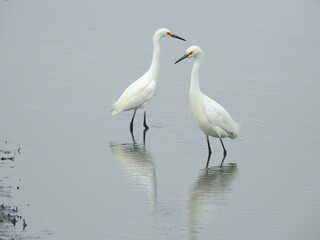 Wall Mural - A pair of snowy egrets standing in the wetland waters of the Bombay Hook National Wildlife Refuge, Kent County, Delaware. 