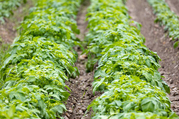 Sticker - Potatoes plants on spring field