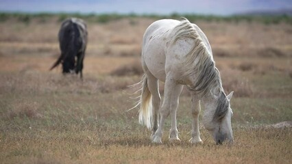 Wall Mural - White wild horse grazing in the Utah desert moving in slow motion.