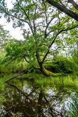 Poster - Großer gekrümmter und bemooster Baum in einem Waldsee