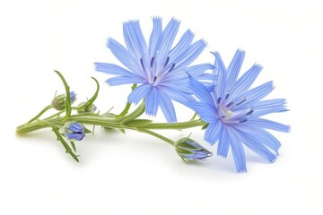 Poster - Common chicory isolated on white