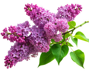 a branch of vibrant purple lilac flowers in full bloom, accompanied by fresh green leaves, highlight