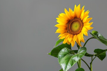 Poster - Yellow sunflower with green leaves isolated on gray background Various types of sunflowers for design Harvest agriculture farming Background filled