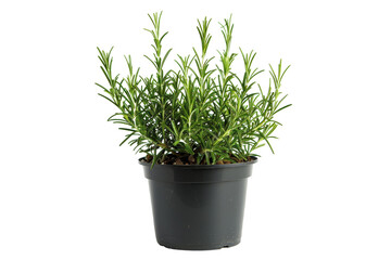 Rosemary Plant in Black Pot