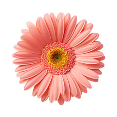 pink gerber daisy isolated on white