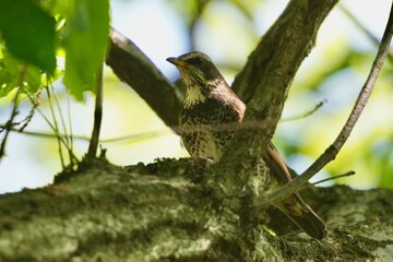 Sticker - dusky thrush in a field