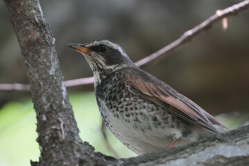 Wall Mural - dusky thrush in a field