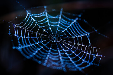 Dew drops on a spider web in dark background, top view, 3d render