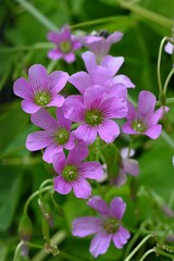 Canvas Print - Oxalis corymbosa (Oxalis debilis) flowers. Oxalidaceae perennial plants native to South America. Five-petal pink flowers bloom from spring to early summer.